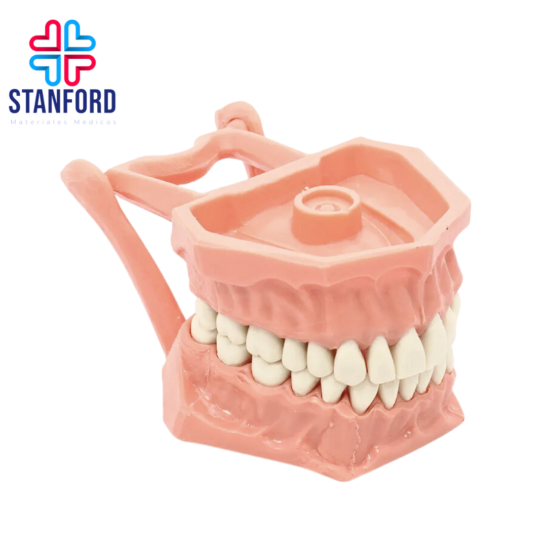 TIPODONTO ECONOMICO ADULTO