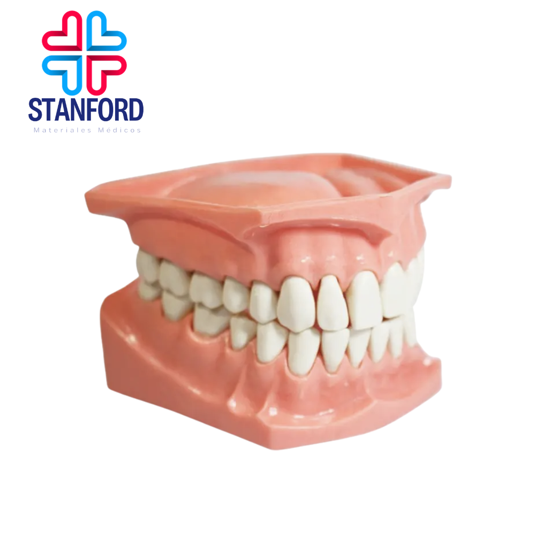 TIPODONTO ACRILICO GIGANTE SIN VISAGRA