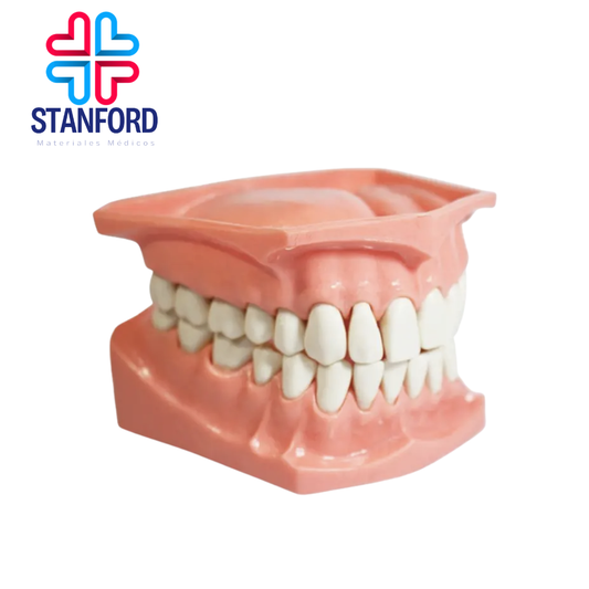 TIPODONTO ACRILICO GIGANTE SIN VISAGRA